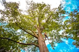 Best Tree and Shrub Care  in Sand Springs, OK