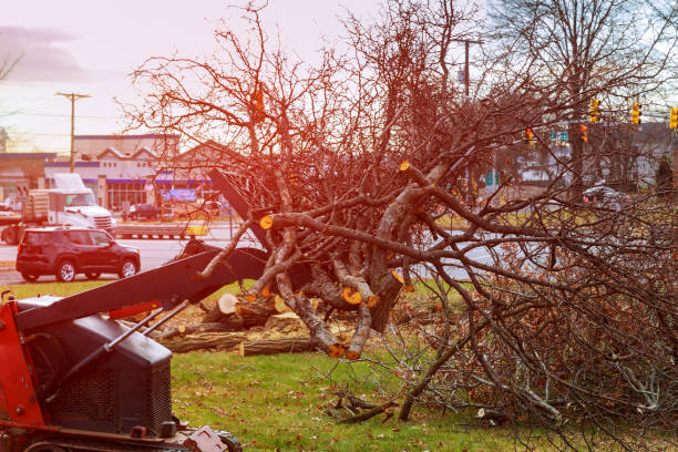 Sand Springs, OK Tree Care Company